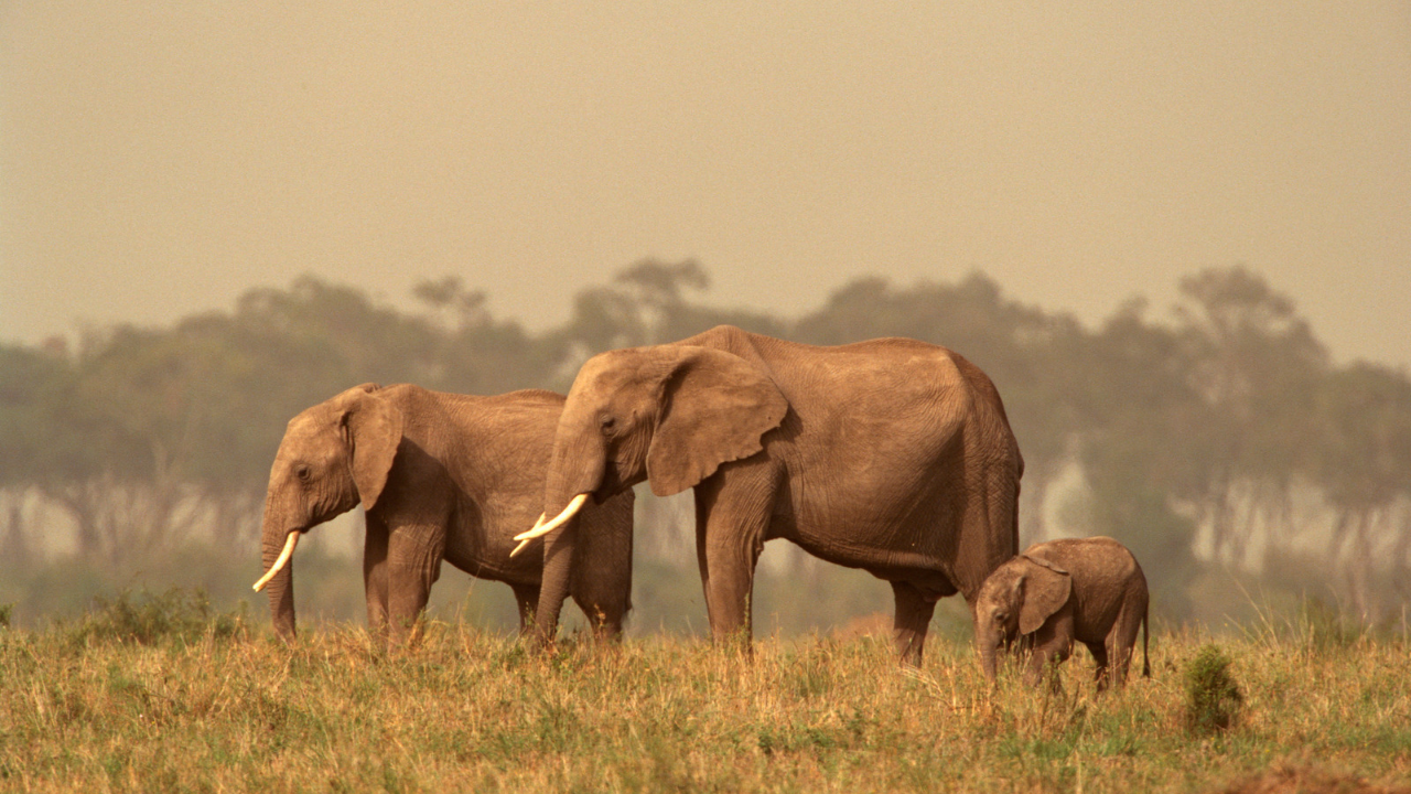 Not Only Humans, These Animals Also Menstruate - Nona Woman - Nona Woman