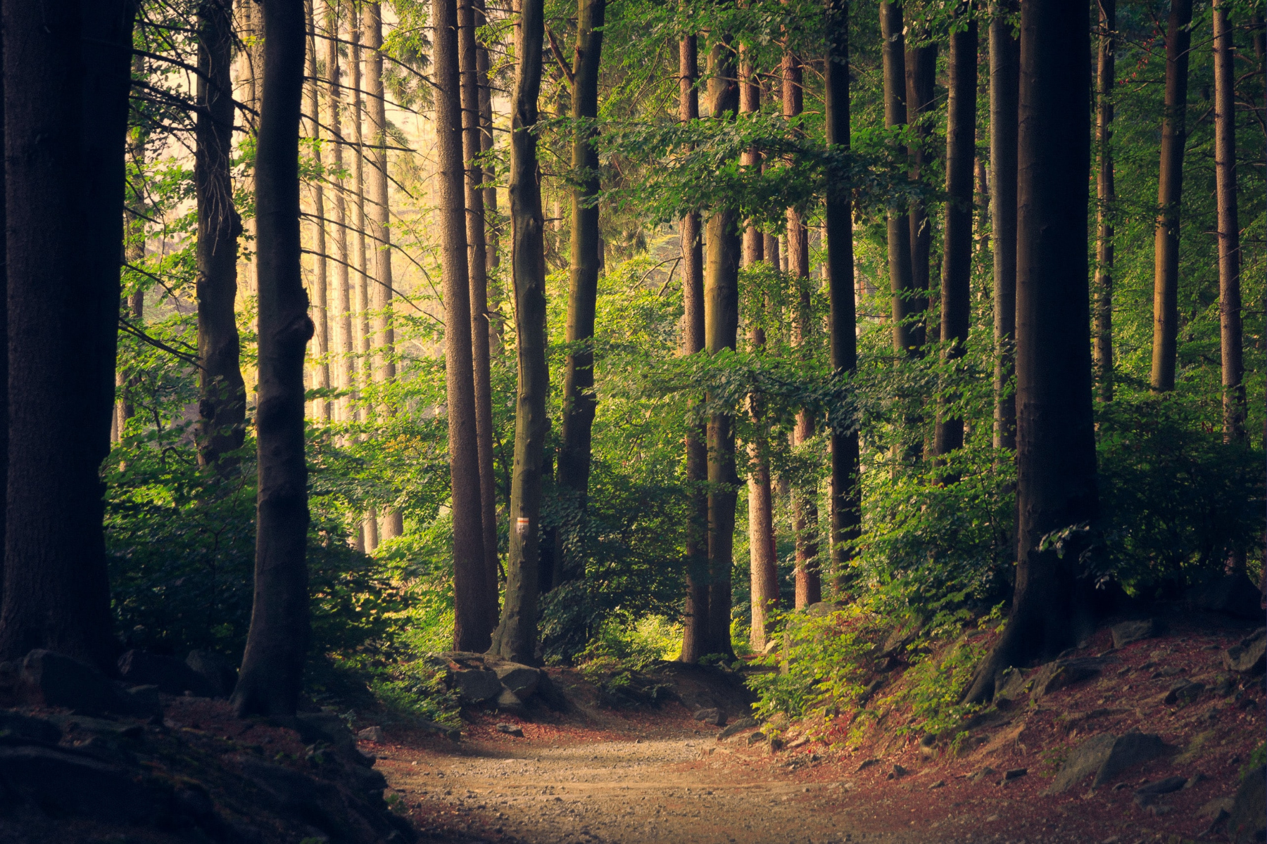 Forest Bathing: Stress Therapy - Nona Woman