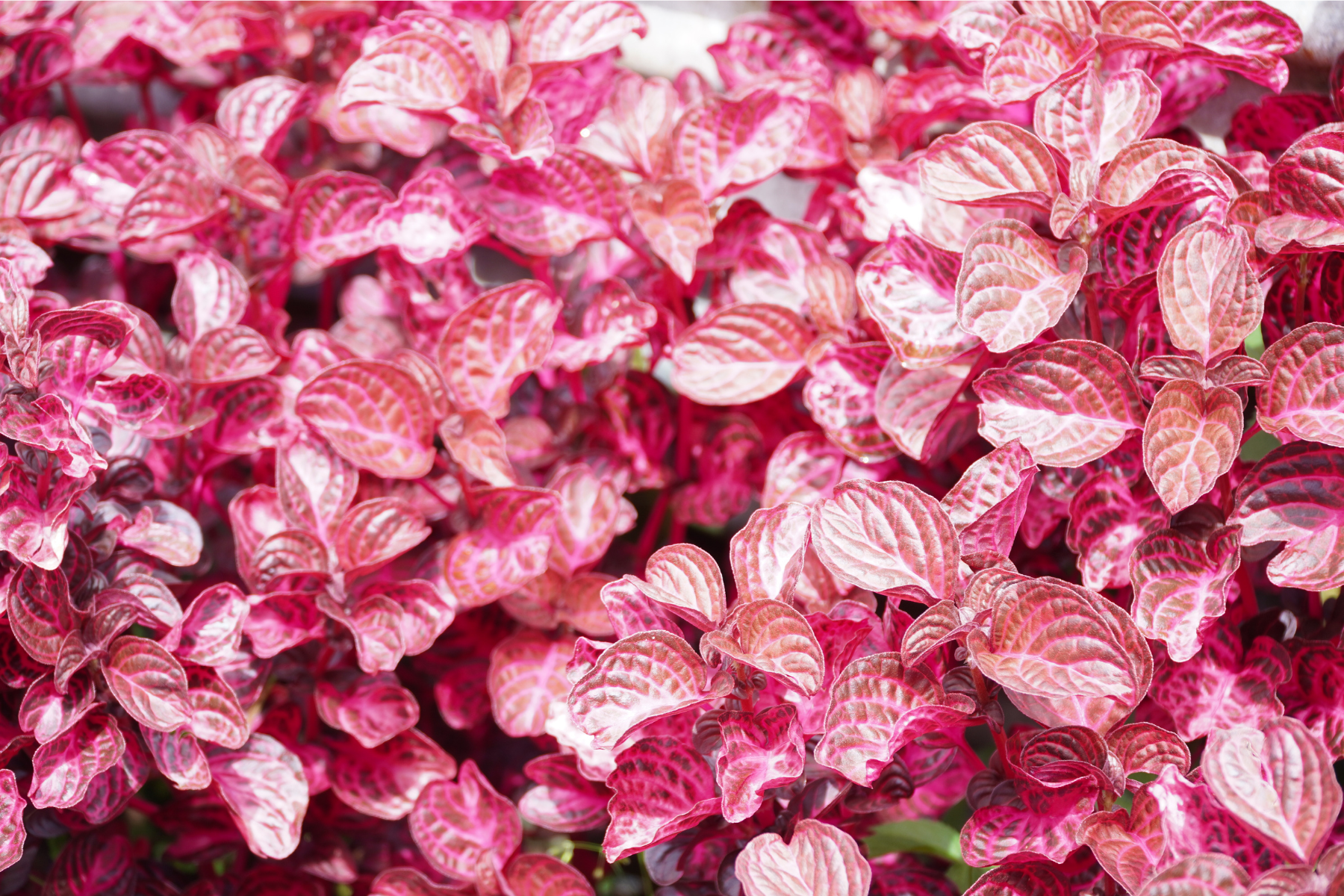 Vagina Dentata: Antara Mitos, Makna, dan Simbol Kekuasaan Perempuan