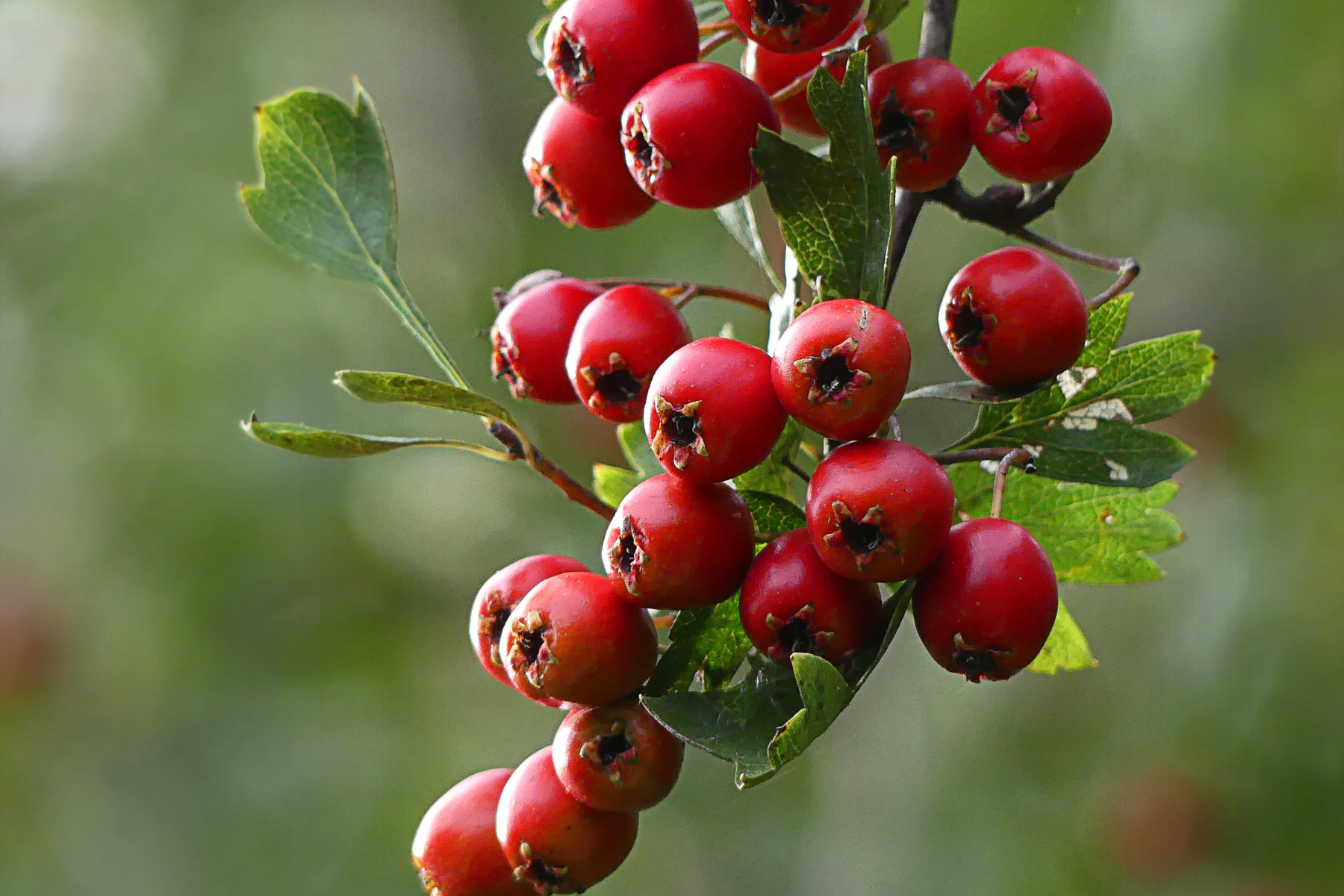 Apakah Berberine Benar-Benar “Ozempic Alami”? Begini Fakta Ilmiahnya