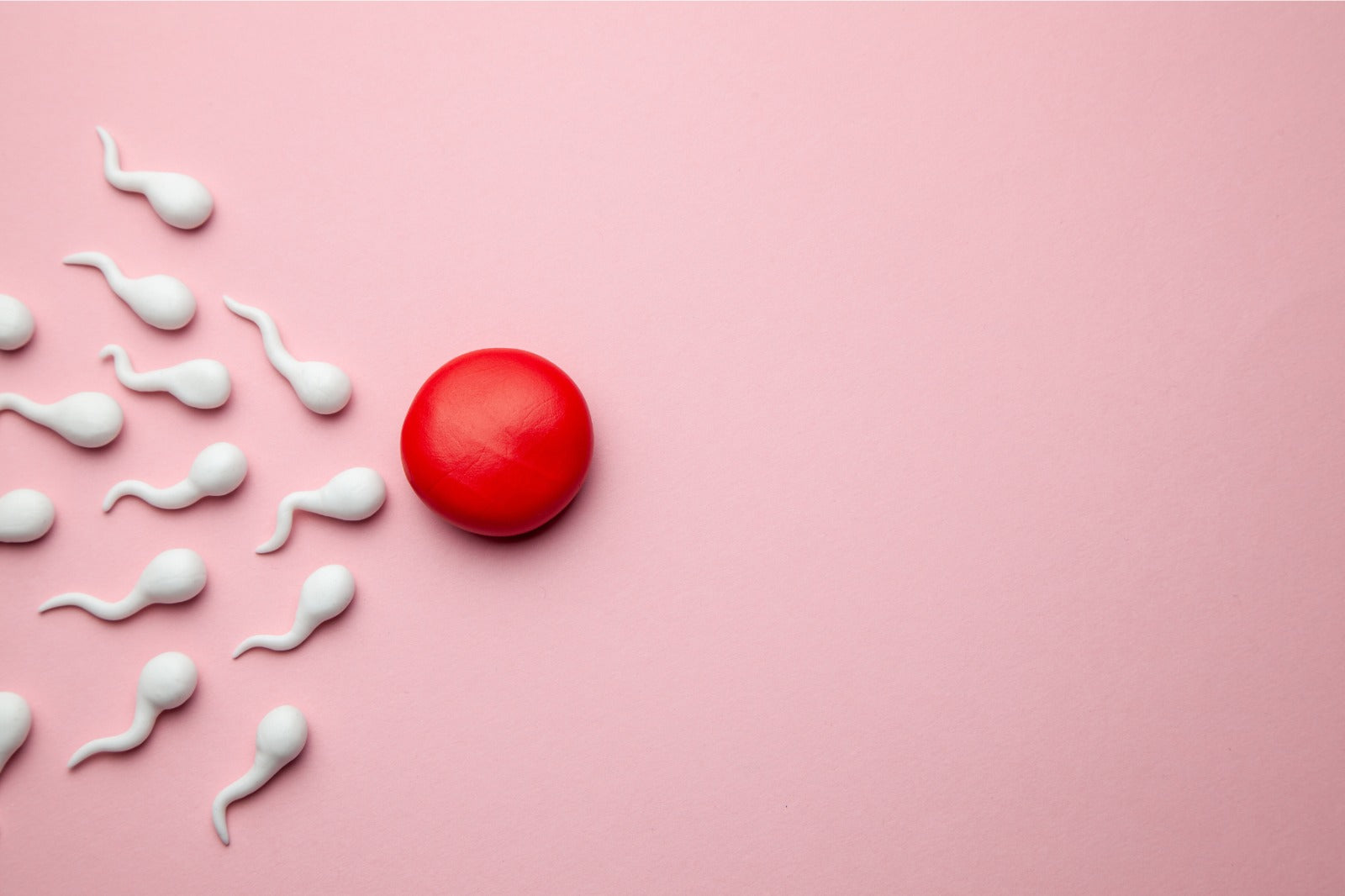Mengapa Menstruasi Tidak Akan Terjadi Jika Ovum Dibuahi Oleh Sperma?